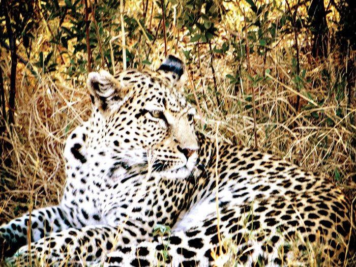 Claire Mather’s Leopard. undefined