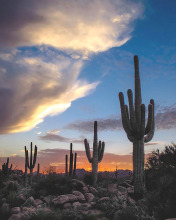 Sunset and Saguaros, photographer Jim Eaton. undefined