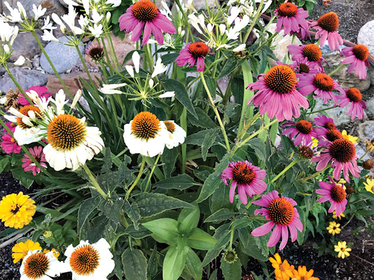 Red coneflower turns white and purple in the Grabell garden.