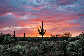 Bob Hills: Lonely Saguaro Sunset