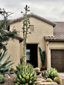 Agave Americana