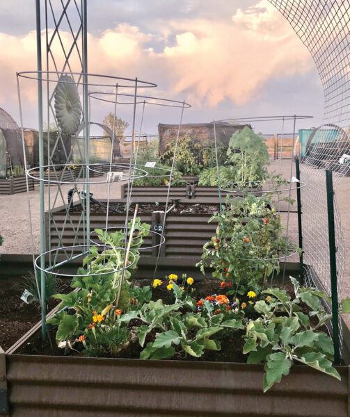 Summer Vegetable Gardening SaddleBrooke Ranch Roundup