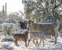 Roadside Cattle (photo by Gerry Tietje)