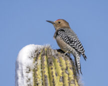 Gila Woodpecker (photo by Gerry Tietje)