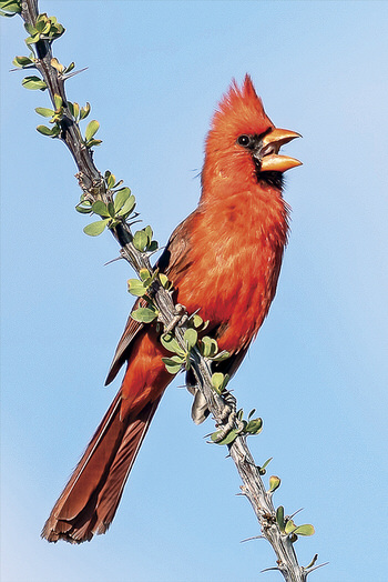 Northern Cardinal (photo by Gerry Tietje)