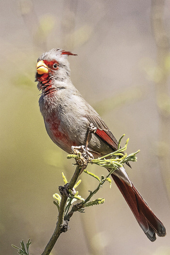 Pyrrhuloxia (photo by Gerry Tietje)
