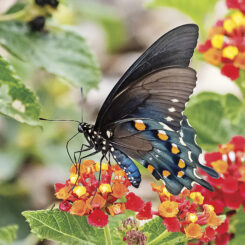 Pipevine Swallowtail (photo by Gerry Tietje)