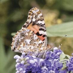 Painted Lady (photo by Gerry Tietje)