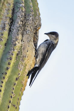 Female Purple Martin at a nest hole (photo by Jim Hoagland)