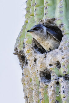 Female Purple Martin in a nest hole near SBR (photo by Jim Hoagland)