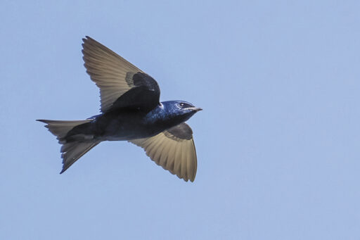 Female Purple Martin in a nest hole near SBR (photo by Jim Hoagland)