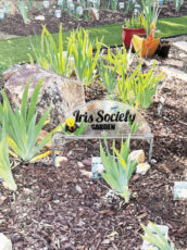 Rare Iris Garden