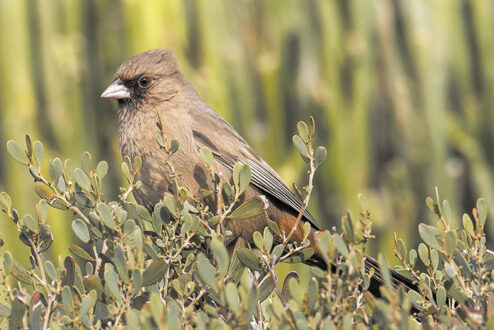 Abert's Towhee (photo by Gerry Tietje)