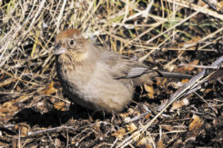 Canyon Towhee (photo by Gerry Tietje)