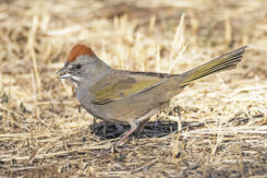 Green-tailed Towhee (photo by Gerry Tietje)